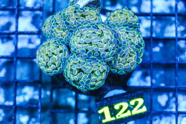 wholesale_coral - saltwater_fish saltwater_coral - rare corals - coralsdepot - Corals_Depot - live_corals - eye-catching-coral quality_marine_fish -quality-marine discoun