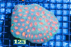 wholesale_coral - saltwater_fish saltwater_coral - rare corals - coralsdepot - Corals_Depot - live_corals - eye-catching-coral quality_marine_fish -quality-marine discoun