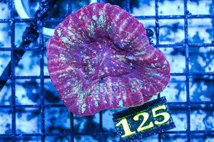 wholesale_coral - saltwater_fish saltwater_coral - rare corals - coralsdepot - Corals_Depot - live_corals - eye-catching-coral quality_marine_fish -quality-marine discoun