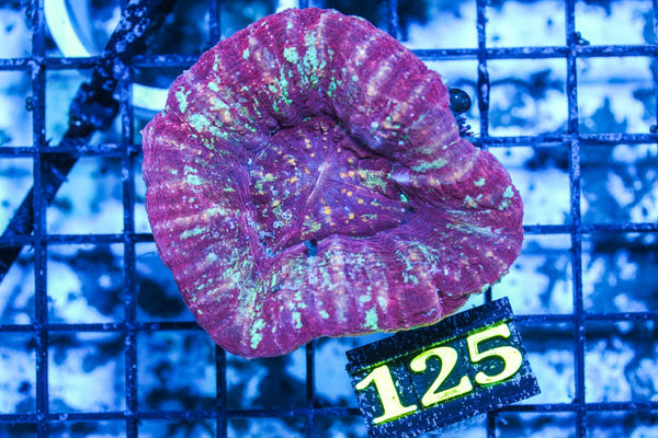 wholesale_coral - saltwater_fish saltwater_coral - rare corals - coralsdepot - Corals_Depot - live_corals - eye-catching-coral quality_marine_fish -quality-marine discoun
