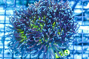 wholesale_coral - saltwater_fish saltwater_coral - rare corals - coralsdepot - Corals_Depot - live_corals - eye-catching-coral quality_marine_fish -quality-marine discoun