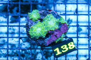 wholesale_coral - saltwater_fish saltwater_coral - rare corals - coralsdepot - Corals_Depot - live_corals - eye-catching-coral quality_marine_fish -quality-marine discoun