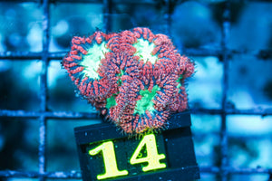 wholesale_coral - saltwater_fish saltwater_coral - rare corals - coralsdepot - Corals_Depot - live_corals - eye-catching-coral quality_marine_fish -quality-marine discoun