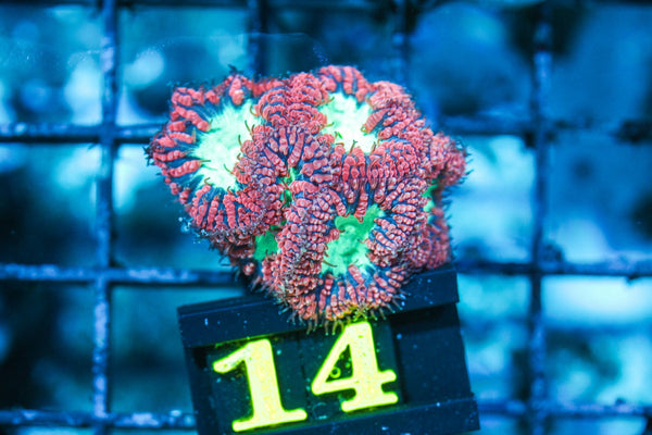 wholesale_coral - saltwater_fish saltwater_coral - rare corals - coralsdepot - Corals_Depot - live_corals - eye-catching-coral quality_marine_fish -quality-marine discoun