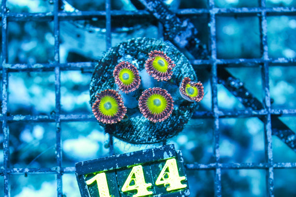 wholesale_coral - saltwater_fish saltwater_coral - rare corals - coralsdepot - Corals_Depot - live_corals - eye-catching-coral quality_marine_fish -quality-marine discoun
