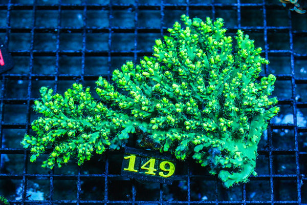 wholesale_coral - saltwater_fish saltwater_coral - rare corals - coralsdepot - Corals_Depot - live_corals - eye-catching-coral quality_marine_fish -quality-marine discoun