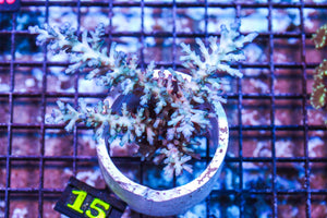 wholesale_coral - saltwater_fish saltwater_coral - rare corals - coralsdepot - Corals_Depot - live_corals - eye-catching-coral quality_marine_fish -quality-marine discoun