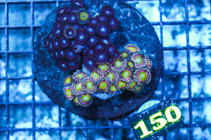 wholesale_coral - saltwater_fish saltwater_coral - rare corals - coralsdepot - Corals_Depot - live_corals - eye-catching-coral quality_marine_fish -quality-marine discoun
