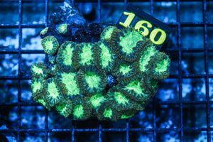 wholesale_coral - saltwater_fish saltwater_coral - rare corals - coralsdepot - Corals_Depot - live_corals - eye-catching-coral quality_marine_fish -quality-marine discoun
