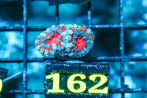 wholesale_coral - saltwater_fish saltwater_coral - rare corals - coralsdepot - Corals_Depot - live_corals - eye-catching-coral quality_marine_fish -quality-marine discoun