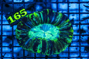wholesale_coral - saltwater_fish saltwater_coral - rare corals - coralsdepot - Corals_Depot - live_corals - eye-catching-coral quality_marine_fish -quality-marine discoun