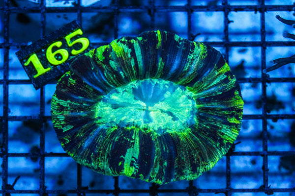 wholesale_coral - saltwater_fish saltwater_coral - rare corals - coralsdepot - Corals_Depot - live_corals - eye-catching-coral quality_marine_fish -quality-marine discoun