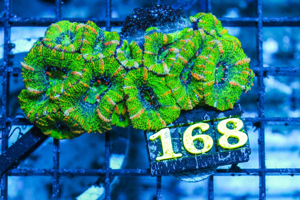 wholesale_coral - saltwater_fish saltwater_coral - rare corals - coralsdepot - Corals_Depot - live_corals - eye-catching-coral quality_marine_fish -quality-marine discoun