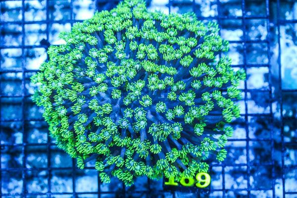 wholesale_coral - saltwater_fish saltwater_coral - rare corals - coralsdepot - Corals_Depot - live_corals - eye-catching-coral quality_marine_fish -quality-marine discoun
