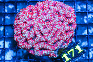 wholesale_coral - saltwater_fish saltwater_coral - rare corals - coralsdepot - Corals_Depot - live_corals - eye-catching-coral quality_marine_fish -quality-marine discoun