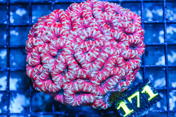wholesale_coral - saltwater_fish saltwater_coral - rare corals - coralsdepot - Corals_Depot - live_corals - eye-catching-coral quality_marine_fish -quality-marine discoun