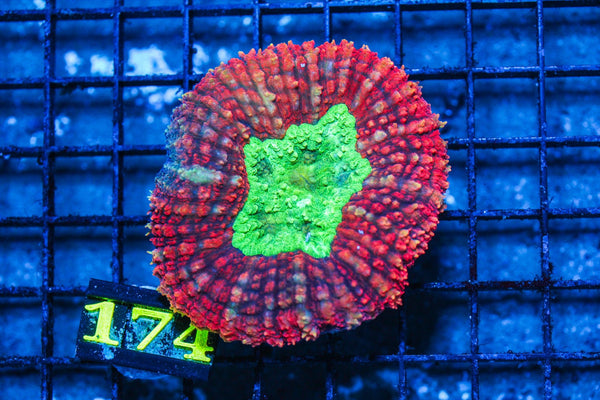 wholesale_coral - saltwater_fish saltwater_coral - rare corals - coralsdepot - Corals_Depot - live_corals - eye-catching-coral quality_marine_fish -quality-marine discoun