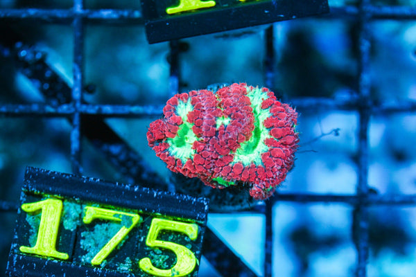 wholesale_coral - saltwater_fish saltwater_coral - rare corals - coralsdepot - Corals_Depot - live_corals - eye-catching-coral quality_marine_fish -quality-marine discoun
