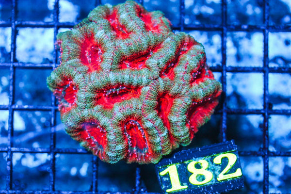 wholesale_coral - saltwater_fish saltwater_coral - rare corals - coralsdepot - Corals_Depot - live_corals - eye-catching-coral quality_marine_fish -quality-marine discoun