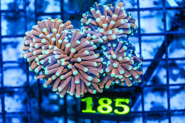 wholesale_coral - saltwater_fish saltwater_coral - rare corals - coralsdepot - Corals_Depot - live_corals - eye-catching-coral quality_marine_fish -quality-marine discoun