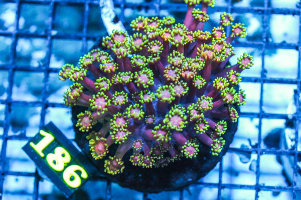 wholesale_coral - saltwater_fish saltwater_coral - rare corals - coralsdepot - Corals_Depot - live_corals - eye-catching-coral quality_marine_fish -quality-marine discoun