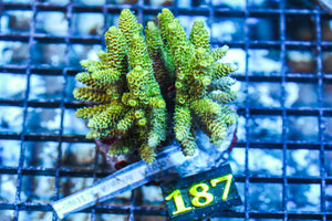 wholesale_coral - saltwater_fish saltwater_coral - rare corals - coralsdepot - Corals_Depot - live_corals - eye-catching-coral quality_marine_fish -quality-marine discoun