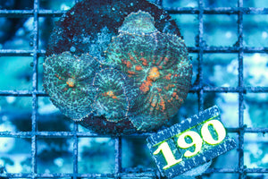 wholesale_coral - saltwater_fish saltwater_coral - rare corals - coralsdepot - Corals_Depot - live_corals - eye-catching-coral quality_marine_fish -quality-marine discoun