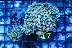 wholesale_coral - saltwater_fish saltwater_coral - rare corals - coralsdepot - Corals_Depot - live_corals - eye-catching-coral quality_marine_fish -quality-marine discoun