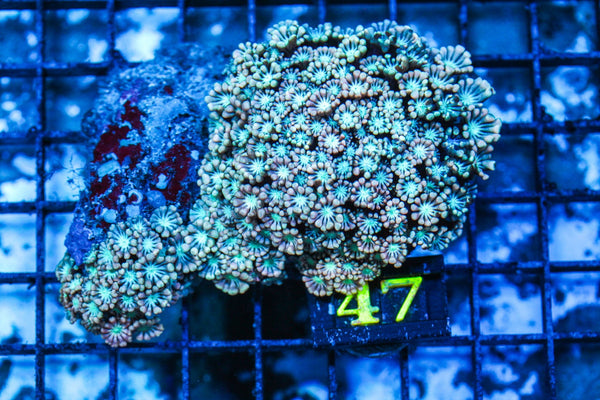 wholesale_coral - saltwater_fish saltwater_coral - rare corals - coralsdepot - Corals_Depot - live_corals - eye-catching-coral quality_marine_fish -quality-marine discoun