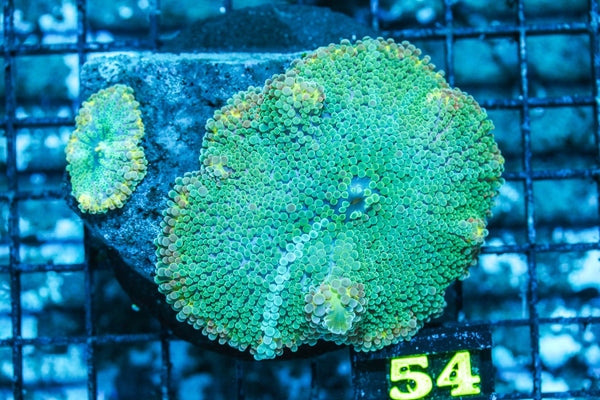 wholesale_coral - saltwater_fish saltwater_coral - rare corals - coralsdepot - Corals_Depot - live_corals - eye-catching-coral quality_marine_fish -quality-marine discoun