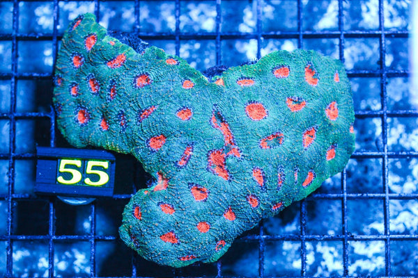 wholesale_coral - saltwater_fish saltwater_coral - rare corals - coralsdepot - Corals_Depot - live_corals - eye-catching-coral quality_marine_fish -quality-marine discoun