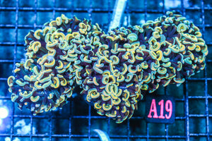 wholesale_coral - saltwater_fish saltwater_coral - rare corals - coralsdepot - Corals_Depot - live_corals - eye-catching-coral quality_marine_fish -quality-marine discoun