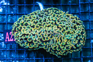 wholesale_coral - saltwater_fish saltwater_coral - rare corals - coralsdepot - Corals_Depot - live_corals - eye-catching-coral quality_marine_fish -quality-marine discoun