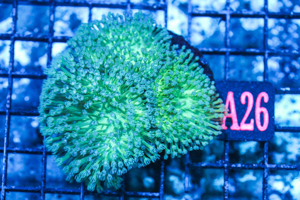 wholesale_coral - saltwater_fish saltwater_coral - rare corals - coralsdepot - Corals_Depot - live_corals - eye-catching-coral quality_marine_fish -quality-marine discoun