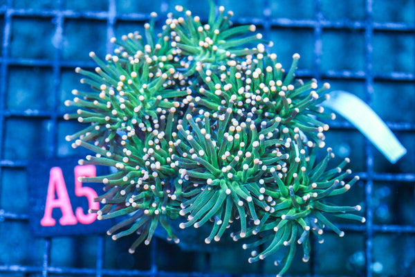 wholesale_coral - saltwater_fish saltwater_coral - rare corals - coralsdepot - Corals_Depot - live_corals - eye-catching-coral quality_marine_fish -quality-marine discoun
