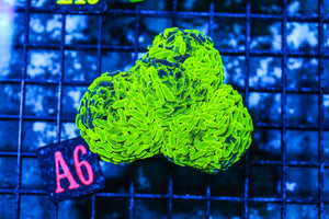 wholesale_coral - saltwater_fish saltwater_coral - rare corals - coralsdepot - Corals_Depot - live_corals - eye-catching-coral quality_marine_fish -quality-marine discoun