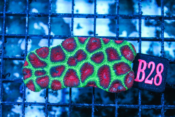wholesale_coral - saltwater_fish saltwater_coral - rare corals - coralsdepot - Corals_Depot - live_corals - eye-catching-coral quality_marine_fish -quality-marine discoun