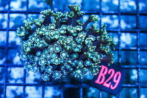 wholesale_coral - saltwater_fish saltwater_coral - rare corals - coralsdepot - Corals_Depot - live_corals - eye-catching-coral quality_marine_fish -quality-marine discoun