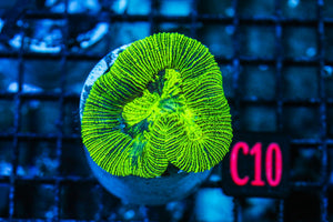 wholesale_coral - saltwater_fish saltwater_coral - rare corals - coralsdepot - Corals_Depot - live_corals - eye-catching-coral quality_marine_fish -quality-marine discoun