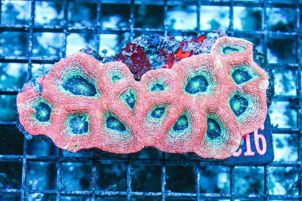 wholesale_coral - saltwater_fish saltwater_coral - rare corals - coralsdepot - Corals_Depot - live_corals - eye-catching-coral quality_marine_fish -quality-marine discoun
