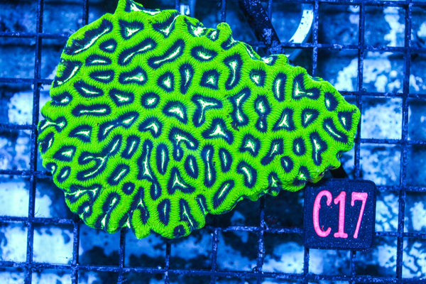 wholesale_coral - saltwater_fish saltwater_coral - rare corals - coralsdepot - Corals_Depot - live_corals - eye-catching-coral quality_marine_fish -quality-marine discoun