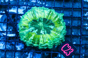 wholesale_coral - saltwater_fish saltwater_coral - rare corals - coralsdepot - Corals_Depot - live_corals - eye-catching-coral quality_marine_fish -quality-marine discoun