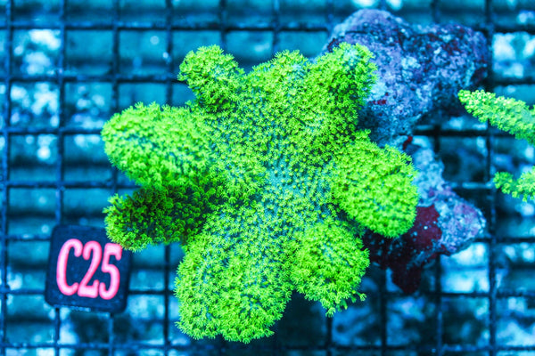 wholesale_coral - saltwater_fish saltwater_coral - rare corals - coralsdepot - Corals_Depot - live_corals - eye-catching-coral quality_marine_fish -quality-marine discoun