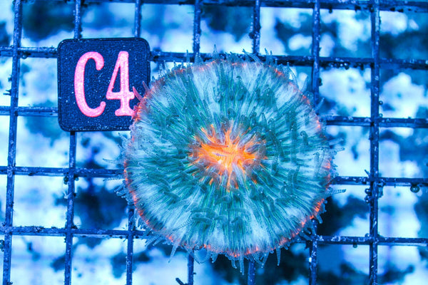 wholesale_coral - saltwater_fish saltwater_coral - rare corals - coralsdepot - Corals_Depot - live_corals - eye-catching-coral quality_marine_fish -quality-marine discoun