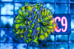 wholesale_coral - saltwater_fish saltwater_coral - rare corals - coralsdepot - Corals_Depot - live_corals - eye-catching-coral quality_marine_fish -quality-marine discoun