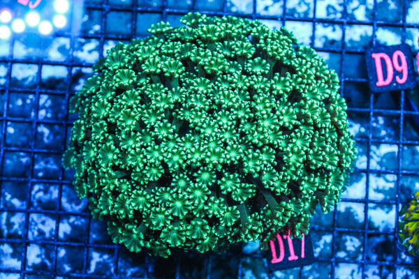 wholesale_coral - saltwater_fish saltwater_coral - rare corals - coralsdepot - Corals_Depot - live_corals - eye-catching-coral quality_marine_fish -quality-marine discoun