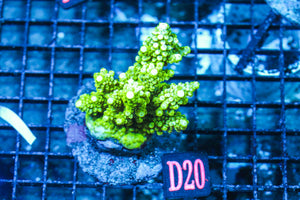wholesale_coral - saltwater_fish saltwater_coral - rare corals - coralsdepot - Corals_Depot - live_corals - eye-catching-coral quality_marine_fish -quality-marine discoun