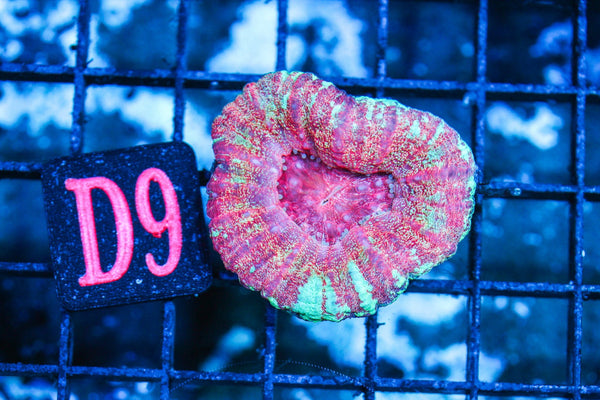 wholesale_coral - saltwater_fish saltwater_coral - rare corals - coralsdepot - Corals_Depot - live_corals - eye-catching-coral quality_marine_fish -quality-marine discoun
