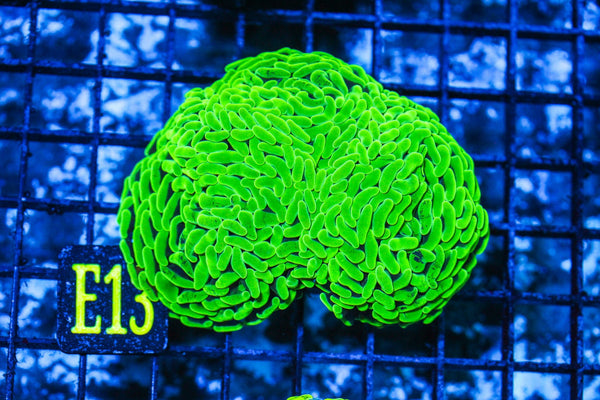 wholesale_coral - saltwater_fish saltwater_coral - rare corals - coralsdepot - Corals_Depot - live_corals - eye-catching-coral quality_marine_fish -quality-marine discoun