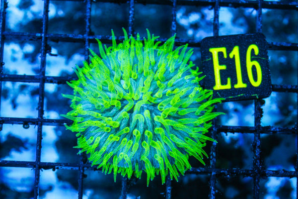 wholesale_coral - saltwater_fish saltwater_coral - rare corals - coralsdepot - Corals_Depot - live_corals - eye-catching-coral quality_marine_fish -quality-marine discoun